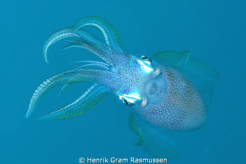 Squid, 105mm by Henrik Gram Rasmussen 