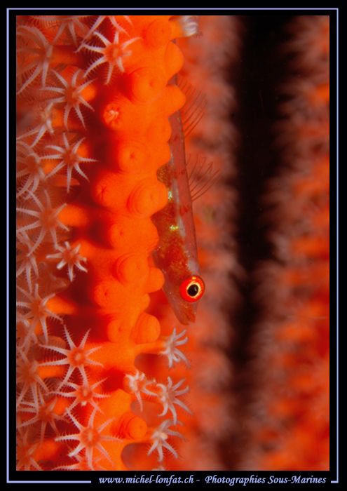Little red Goby... :O)... by Michel Lonfat 