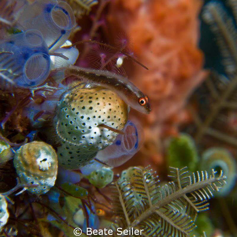 Small blennie on tunacates , taken with Canon G10 and UCL165 by Beate Seiler 