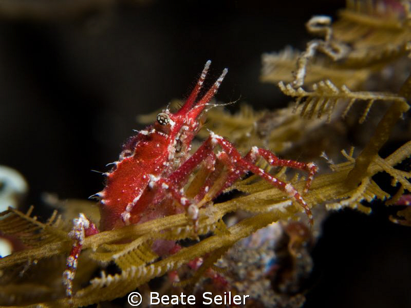 Found this one on a nightdive sitting on a rope, taken wi... by Beate Seiler 