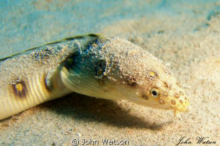 Snake Eel by John Watson 