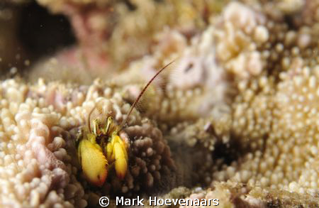 Coral-Residing Hermit Crab in Coral Polyp. by Mark Hoevenaars 