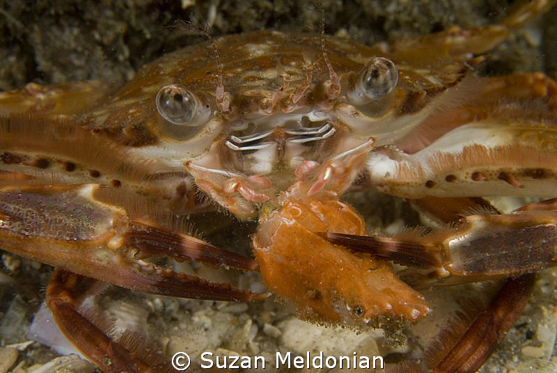 Happy Crab Eating . . .crab legs? by Suzan Meldonian 
