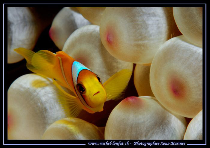 Clown Fish in the waters of the Red Sea - Egypt... :O)... by Michel Lonfat 