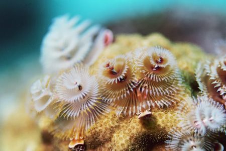 Christmas Tree worms. by Jacques Miller 