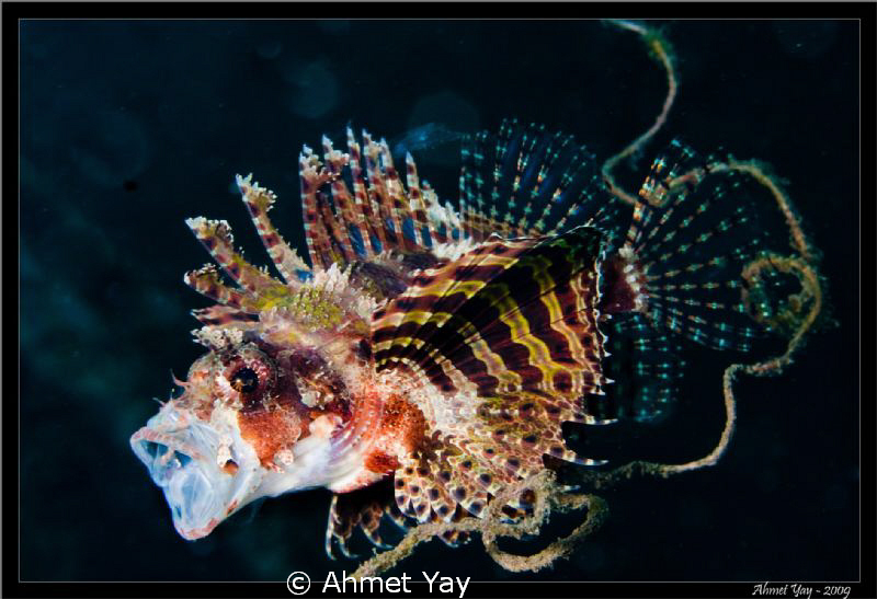 Lion fish by Ahmet Yay 