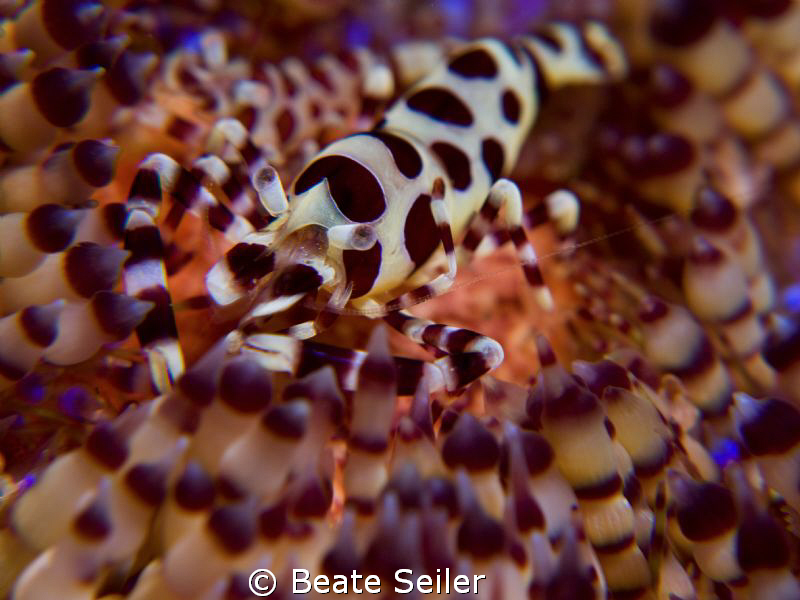 coleman shrimp , taken at Seraya in Bali with Canon G10 a... by Beate Seiler 