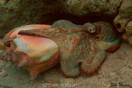 Octopus by John Watson 