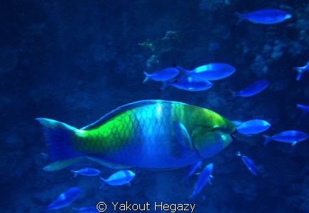 Rusty parrotfish-Red sea-Egypt by Yakout Hegazy 