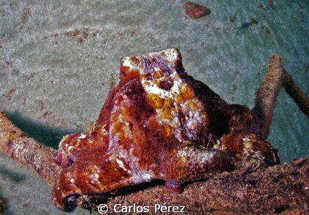 Octopus @ Crash Boat beach Aguadilla PR by Carlos Pérez 