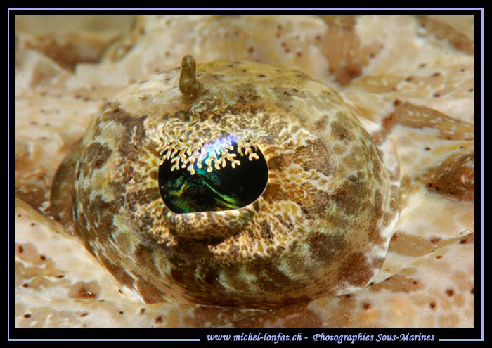 The eye of a Crocodile Fish.... ;O)... by Michel Lonfat 