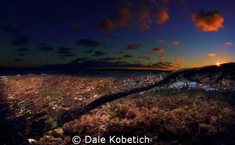 Bottom plant life at sunset by Dale Kobetich 
