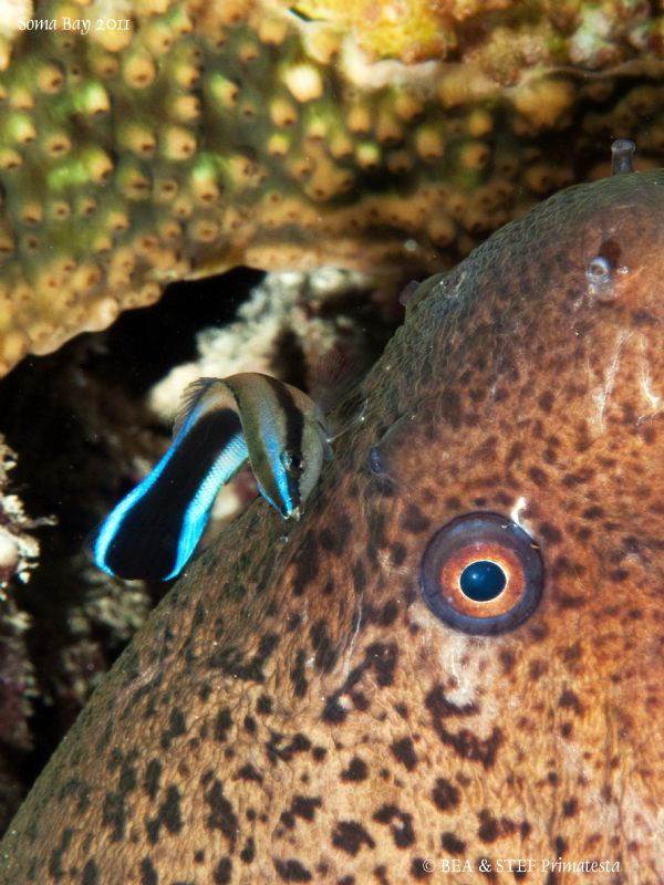 Moray eel  with common cleanerfish. by Bea & Stef Primatesta 