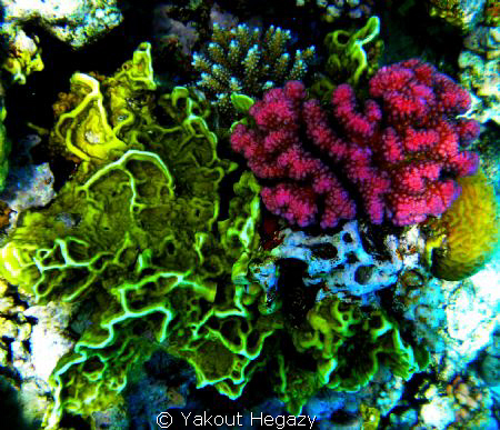 Raspberry coral &Salad coral-Red sea-EGYPT by Yakout Hegazy 