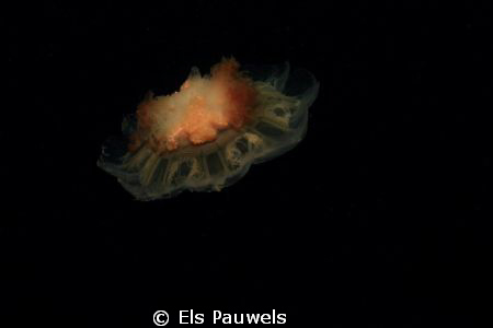 Red jellyfish by Els Pauwels 
