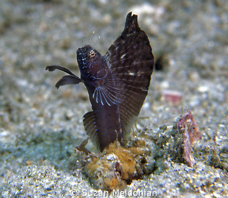 Sailfin Blenny Showing off for a mate by Suzan Meldonian 