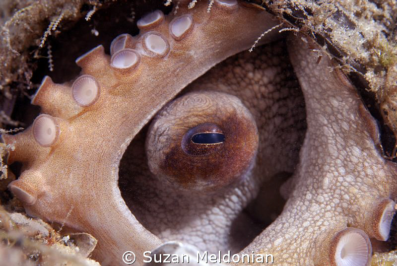 Caribbean Reef Octopus by Suzan Meldonian 