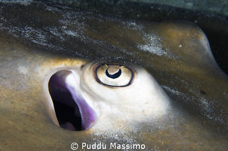 wakatobi,nikon d2x 60mm macro,the eye by Puddu Massimo 