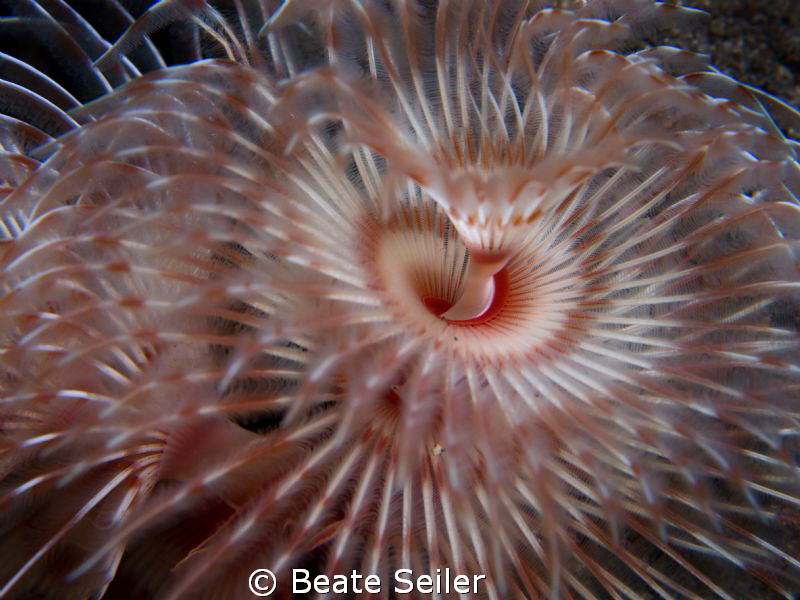 Spiral Tube Worm , taken with Canon G10 and UCL165 by Beate Seiler 