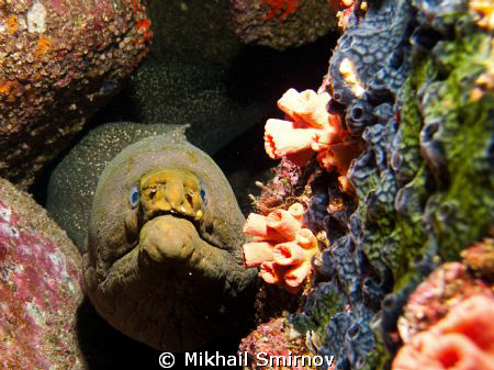 Moray eel near the Wolf isl. Galapagos by Mikhail Smirnov 