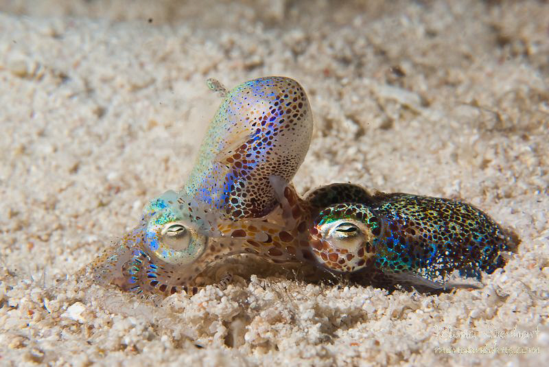 two bobtail squids having fun on a night dive in Malapascua by Mona Dienhart 