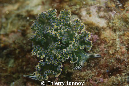 Tridachiella Diomedea in Cabo Pulmo Marine Park, Baja Cal... by Thierry Lannoy 