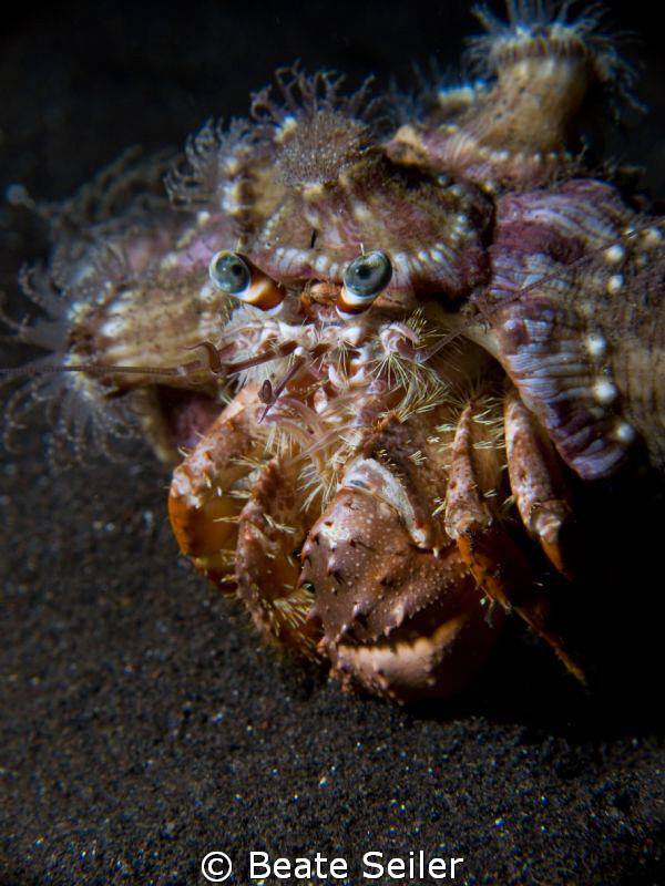 Anemone Hermit Crab on a nightdive at Alam Batu Housereef... by Beate Seiler 