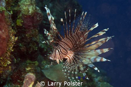 Roatan illegal invader by Larry Polster 