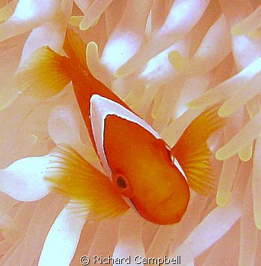 dance -- Sealife DC1000 by Richard Campbell 