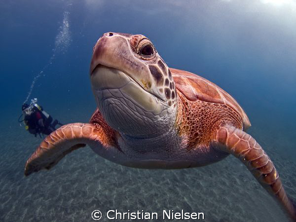 Touching the dome. Very curious green turtle in El Puerti... by Christian Nielsen 