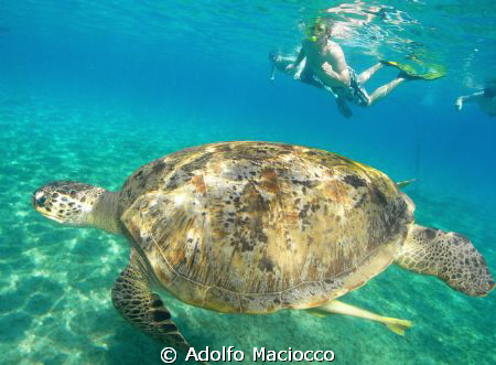 Green turtle  and snorkelers by Adolfo Maciocco 