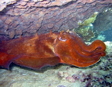 Cuttlefish, Ningaloo Reef by Penny Murphy 