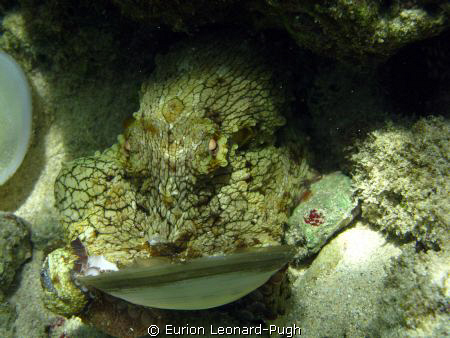 Octopus playing with a shell spotted a few metres off the... by Eurion Leonard-Pugh 