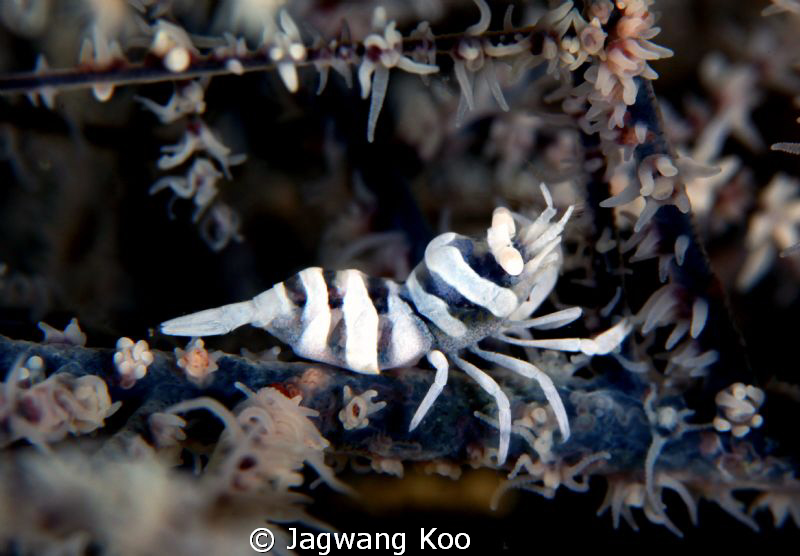 Shrimp by Jagwang Koo 