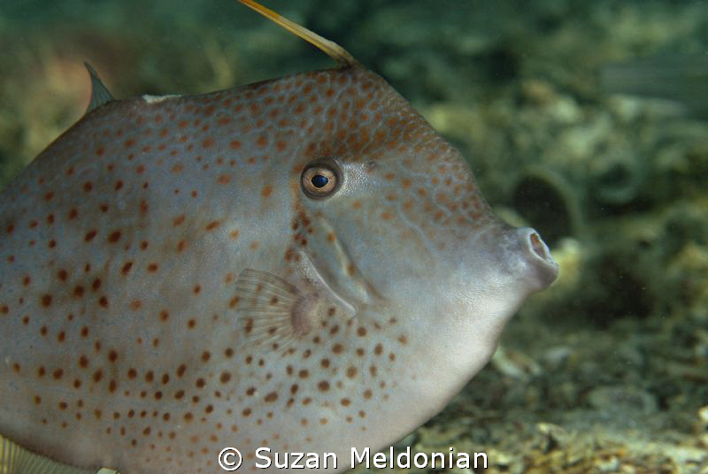 Orange Filefish looked at me with intelligence in it's eyes. by Suzan Meldonian 