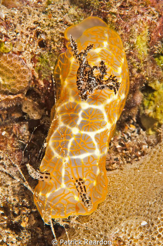 Gold Lace nudibranch, Maui, Hawaii.  Found just below a h... by Patrick Reardon 
