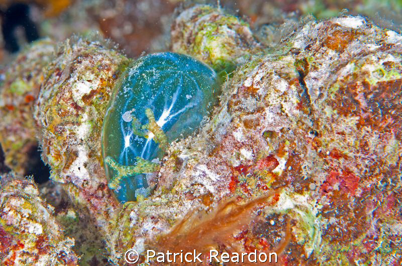 A sea pearl, the largest single-celled organism, does its... by Patrick Reardon 