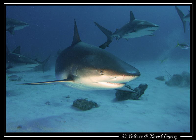 A great dive with sharks (Carcharhinus perezi).
They wer... by Raoul Caprez 