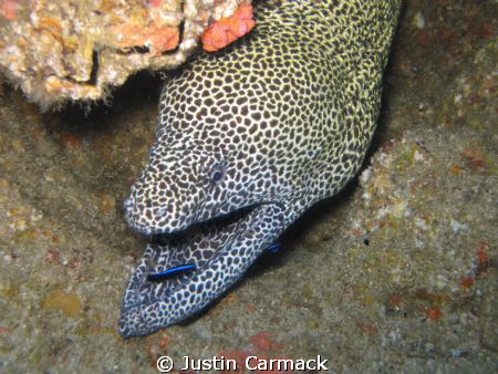A morray eel off of Tofo, MZ, with a cleaner fish in it's... by Justin Carmack 