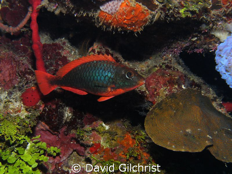 Redband Parrotfish (Initial Phase) on reef off Roatan, Ho... by David Gilchrist 