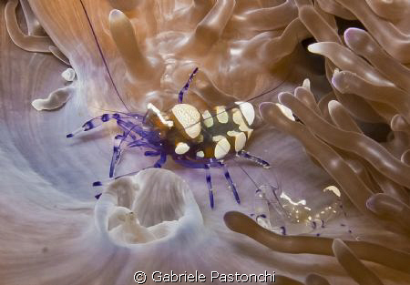 Anemone Shrimps (Periclimenes Brevicarpalis ) by Gabriele Pastonchi 
