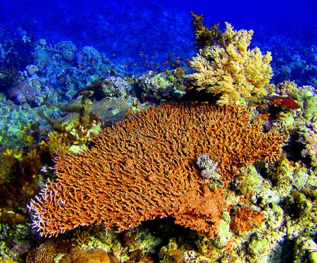 Table Coral at Saganeb South, Port Sudan. 30 feet depth, ... by Stein A. Mollerhaug 