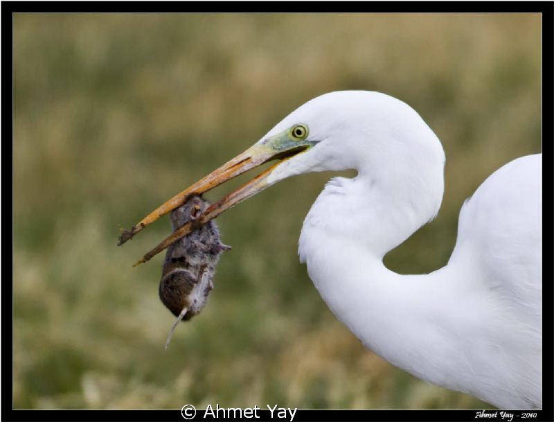 This is waterbird. It name is little egret. It usually ea... by Ahmet Yay 