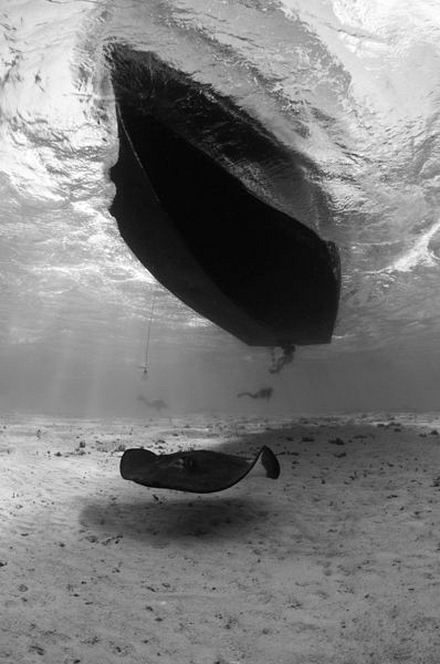 Southern Stingray passing under a dive boat by Paul Colley 