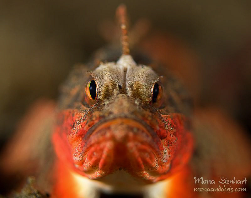 I'm bad!!!
One night in the Lembeh Strait! by Mona Dienhart 