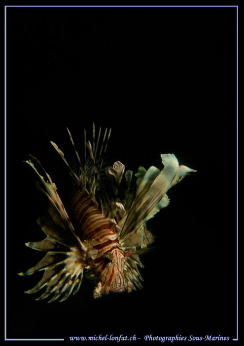 Scorpion Fish in the bay of Marsa Shagra in Egypt... :O)... by Michel Lonfat 