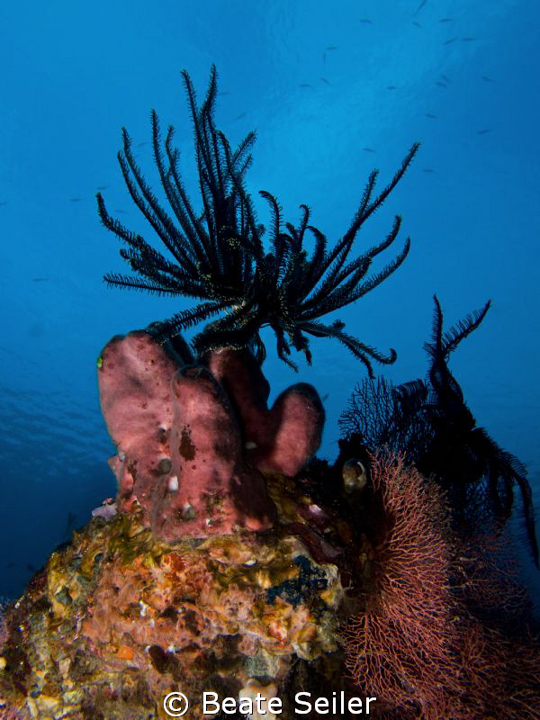 Early morning at the house reef , taken with Canon G10 by Beate Seiler 