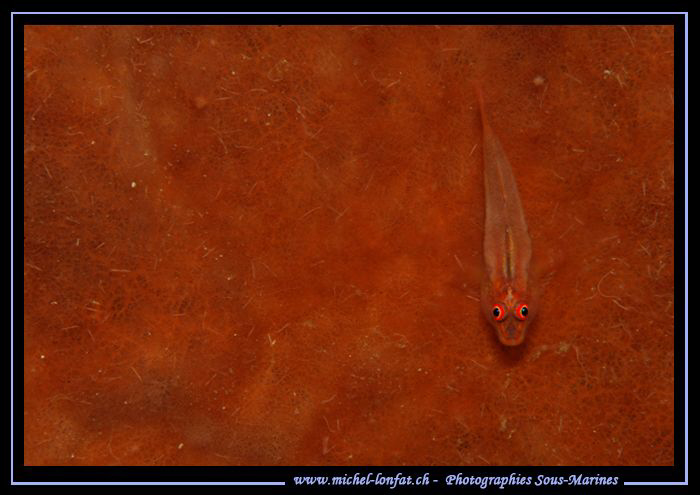 Little symbiotic Goby on a Sponge... In Lembeh Strait. :O... by Michel Lonfat 