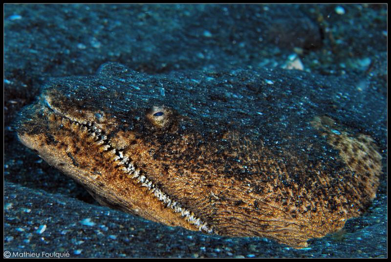 stargazer snake eel by Mathieu Foulquié 