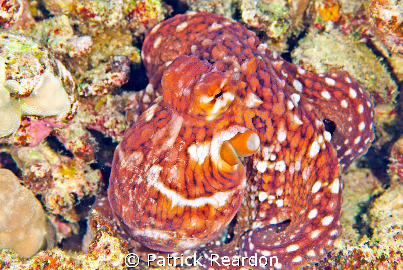 This octopus actually came out of hiding on the reef and ... by Patrick Reardon 